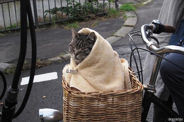 假如猫从世界上消失了